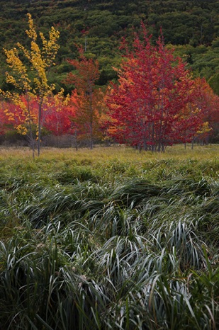 Autumn in Acadia - NHP229